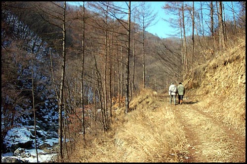 골을 타고 이어지는 조용한 숲길 